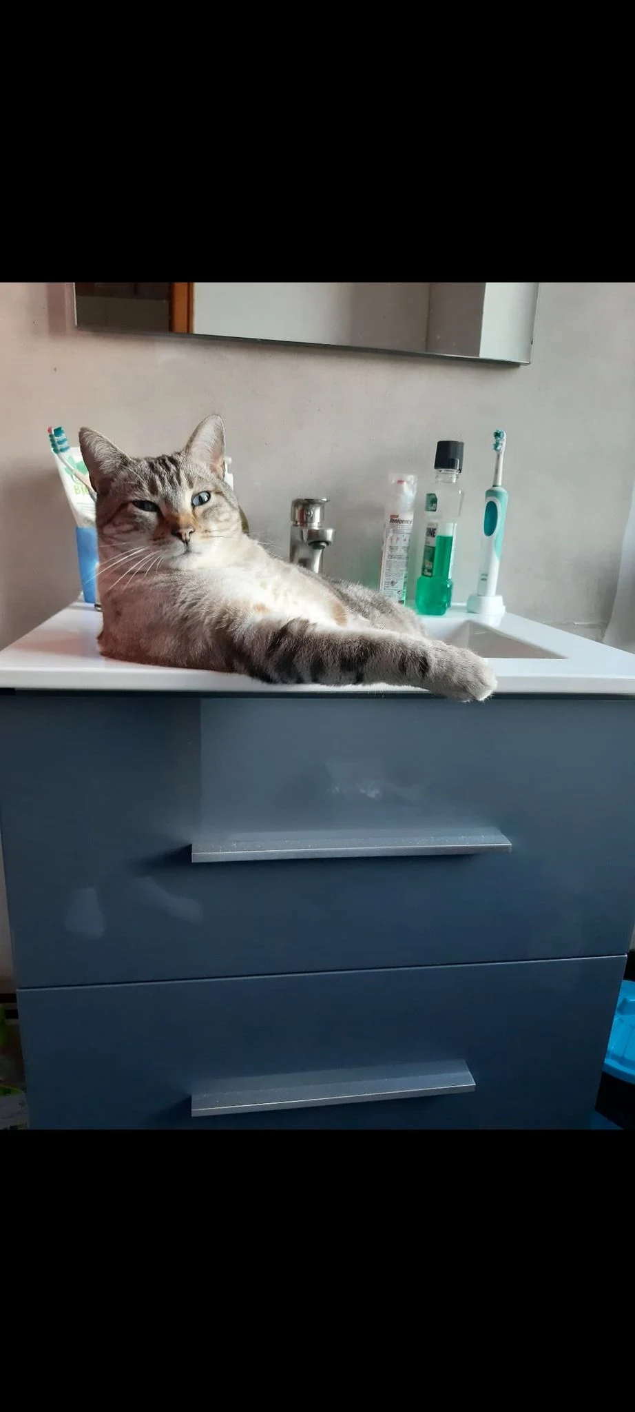 This cat in a sink