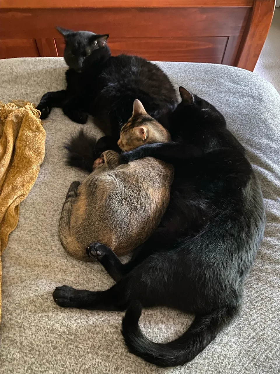 No matter how good or bad your day’s been, please enjoy cats spooning before carrying on [OC]
