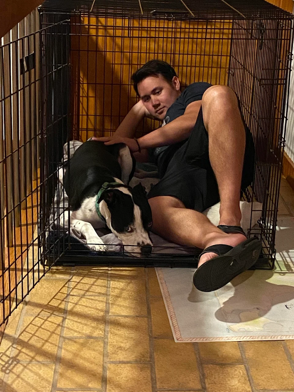 Trying to help my dog get comfortable in his travel crate on vacation