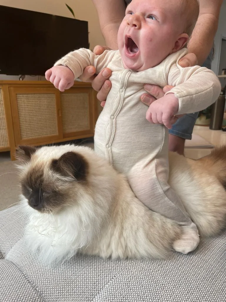 Newborn riding cat