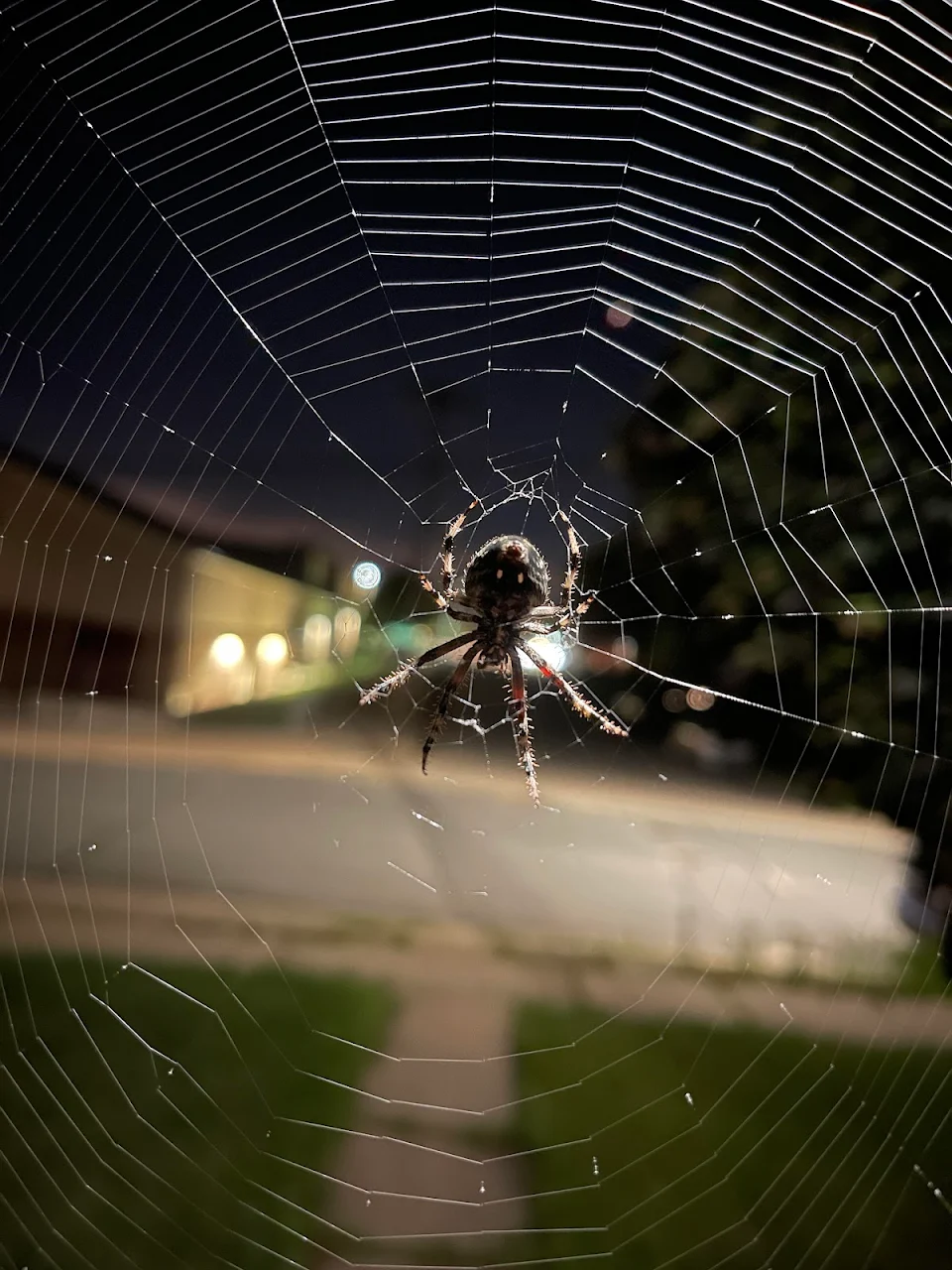 A very photogenic spider on my doorframe