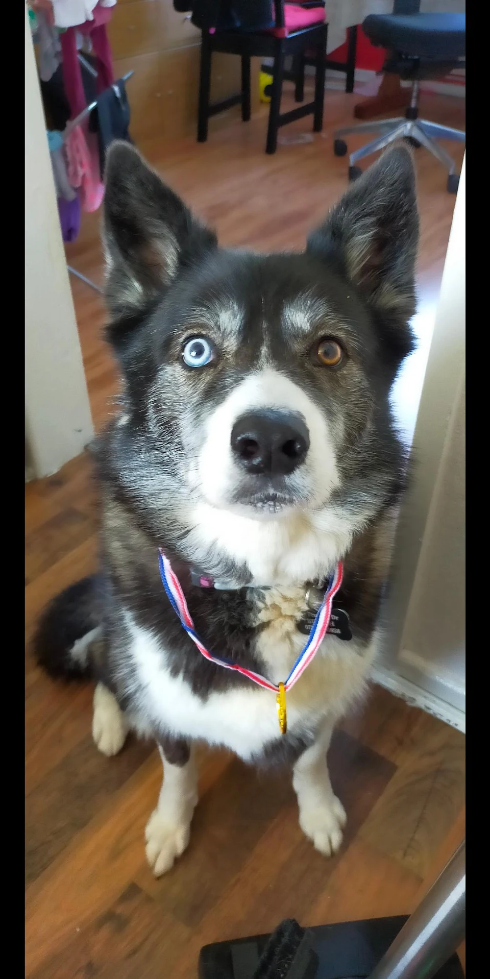 Kid wanted to share her medal with our dog