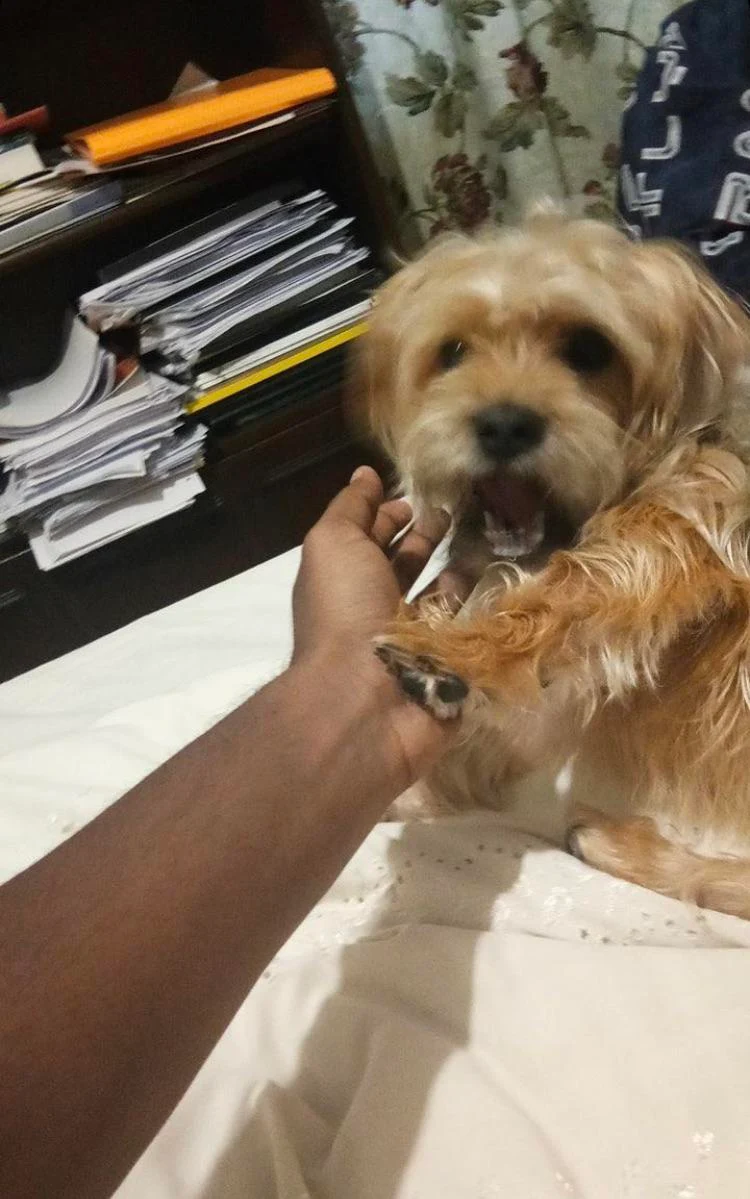 trying to touch my dog, taken sometime ago