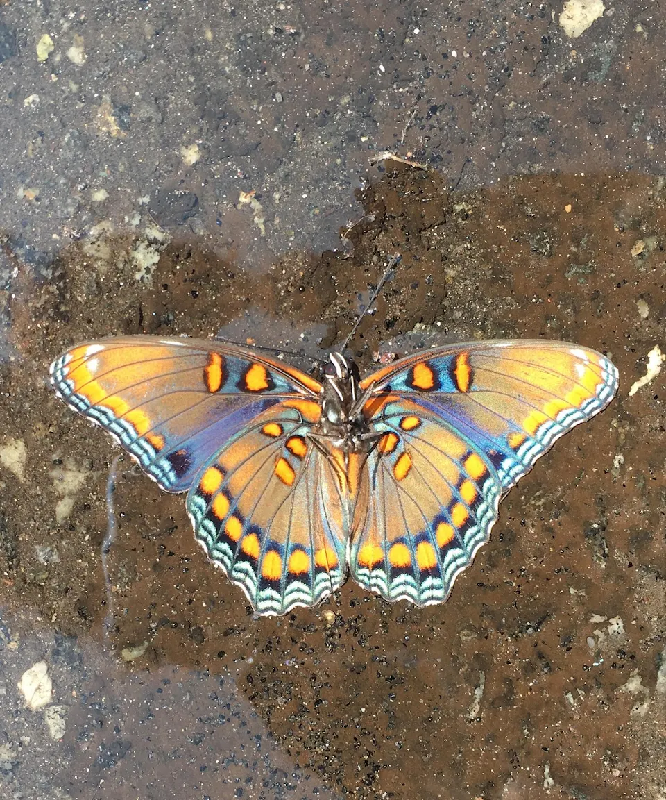 this butterfly I saw in a puddle (New Jersey).