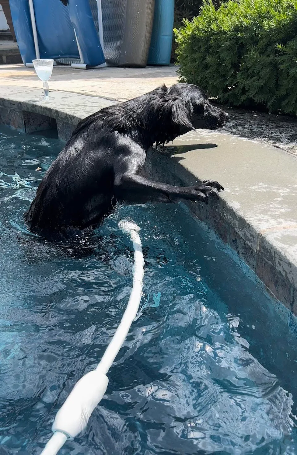 Dog getting out of pool