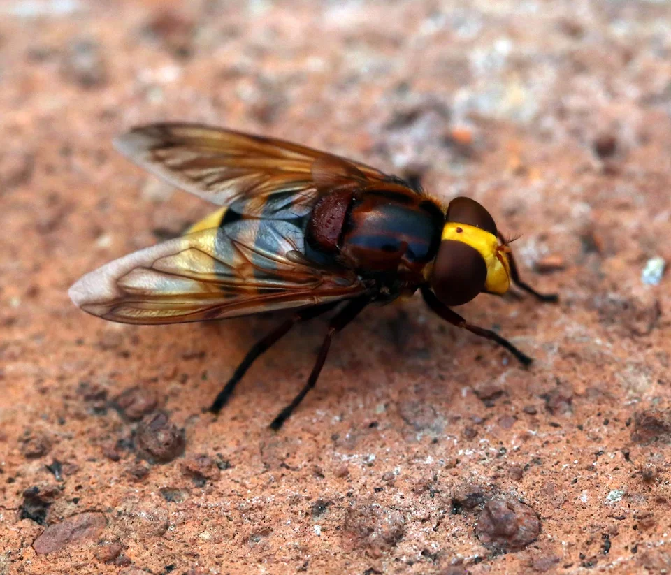 just a hoverfly