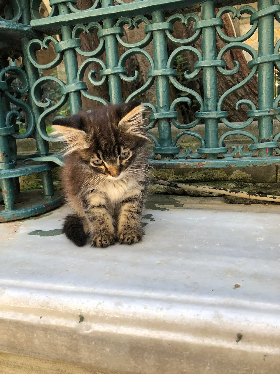 a little cutie we met on our travels to Istanbul