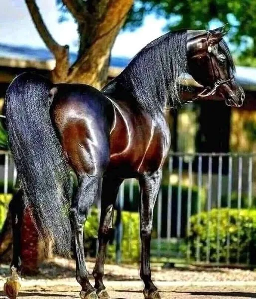 The masterful beauty of the Arabian Horse owes its reputation to its intelligence, strong character and outstanding stamina. It's one of the most recognized horse breeds in the world.