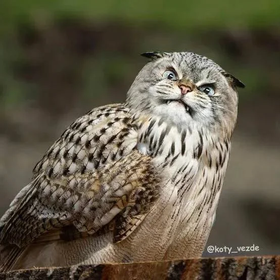 a cat fucked an owl.
