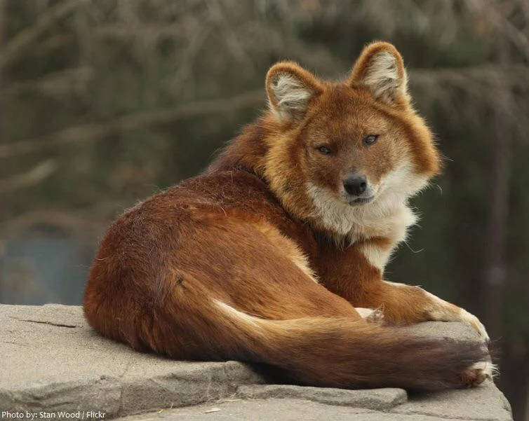 Dholes are so cool!