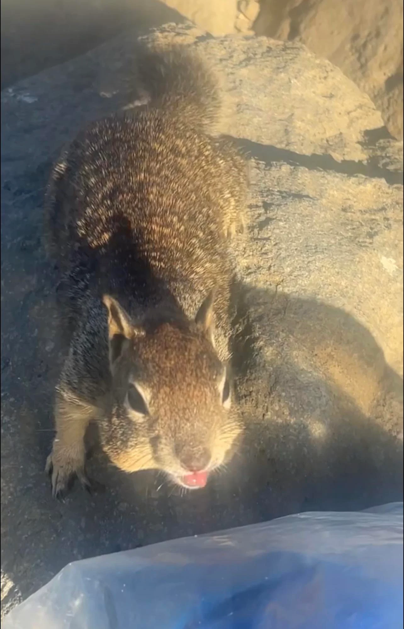 my squirrel friend begging for more wheat thins