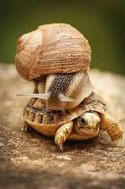 One sprinter carries the other sprinter... 😃 🐌
