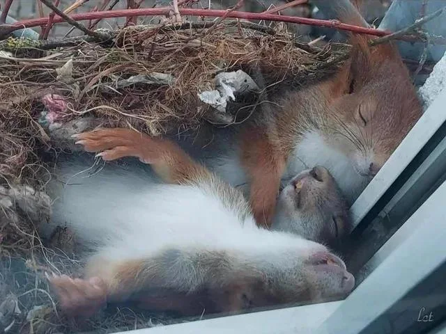 Squirrels sleep in their nest