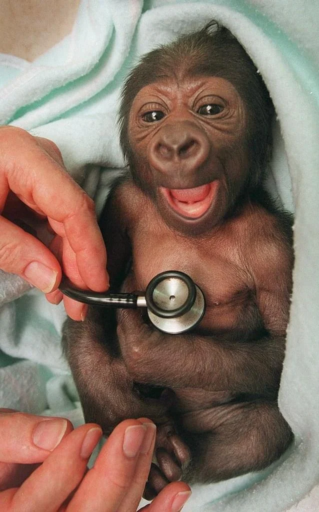 Newborn baby gorilla at Melbourne Zoo gets a checkup at the hospital and reacts to the coldness of the stethoscope.