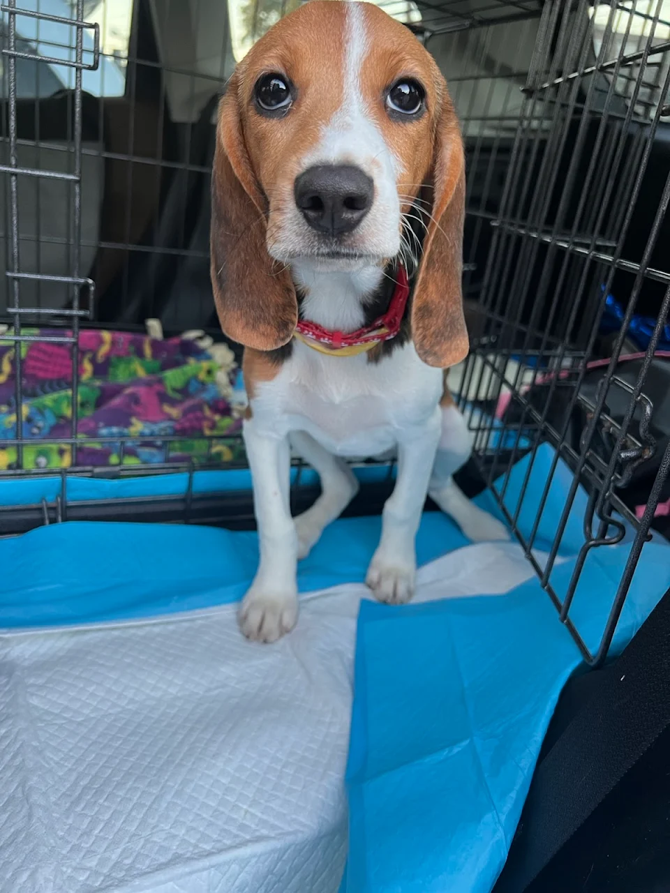 This is Saffron, one of the 4000 Envigo beagle recently put into rescue. She’s my latest foster girl and we’re so excited to help her find a forever home.