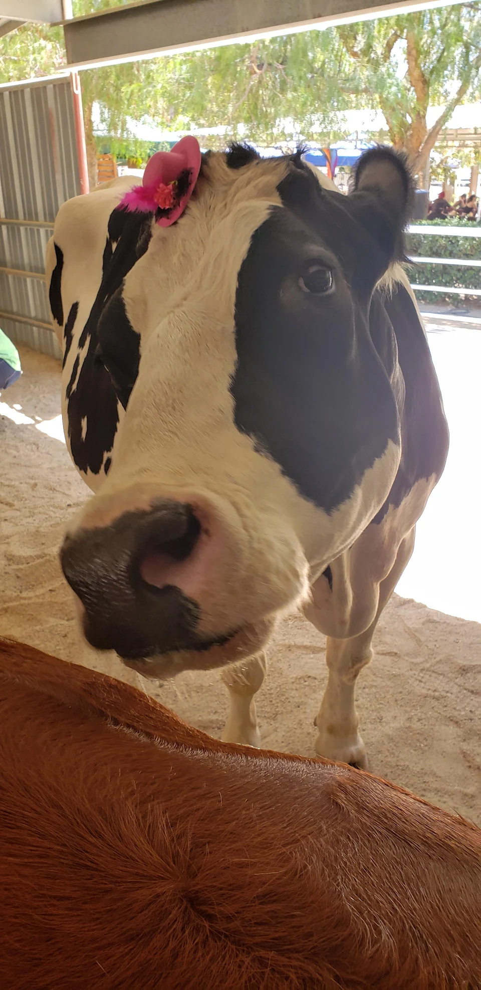 I met this cutie by the name of Holy Cow at The Gentle Barn in Santa Clarita, CA today. I think she could use this on her dating profile.