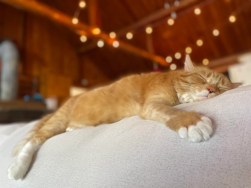 cottage naps are the best naps