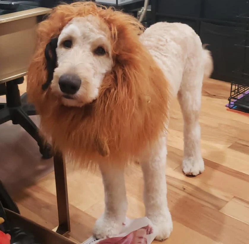 My bf's Goldendoodle with a lion mane on lolll