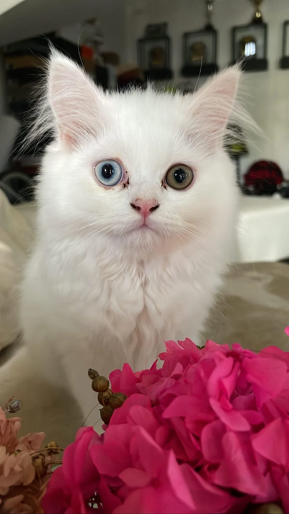 My Odd Eyes Persian Cat