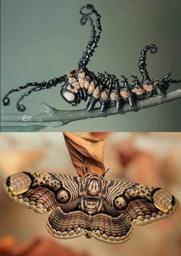 Terrifyingly beautiful The Brahmin Moth Before and After the Metamorphosis