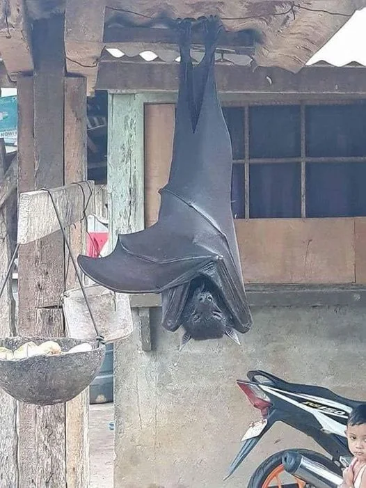 An enormous, endangered bat . The 'golden crowned flying fox' can have a wingspan of 6 feet.