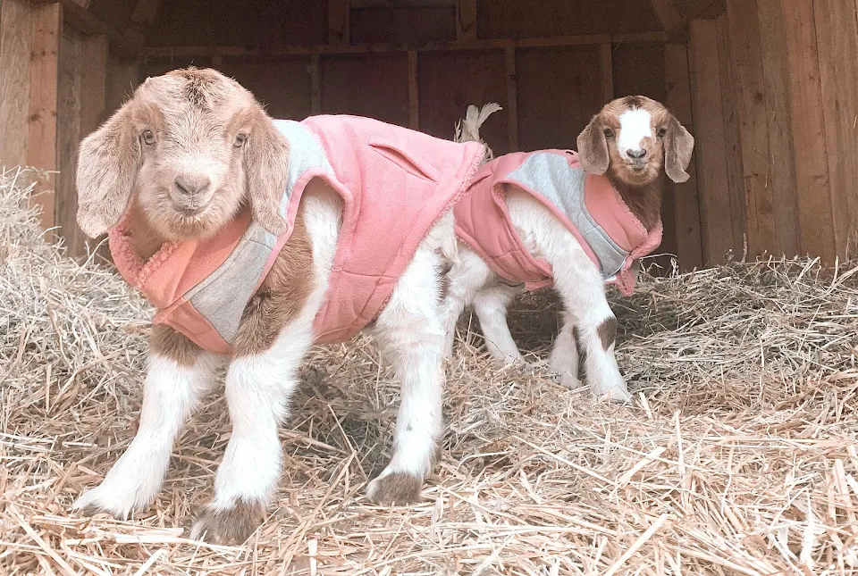 Rescued goats Gidget and Blueberry ❤️