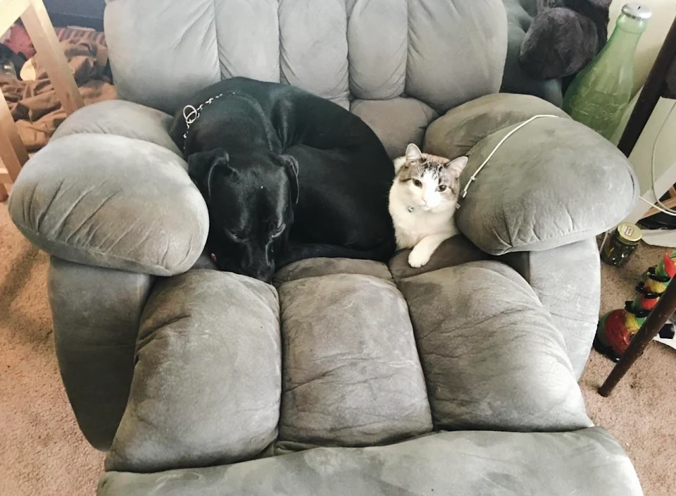 Found this cute picture of my first cat and first dog hanging out together