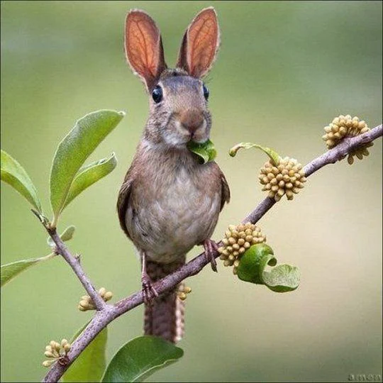 Searched birdbunny for completely unrelated reasons... Was not disappointed.