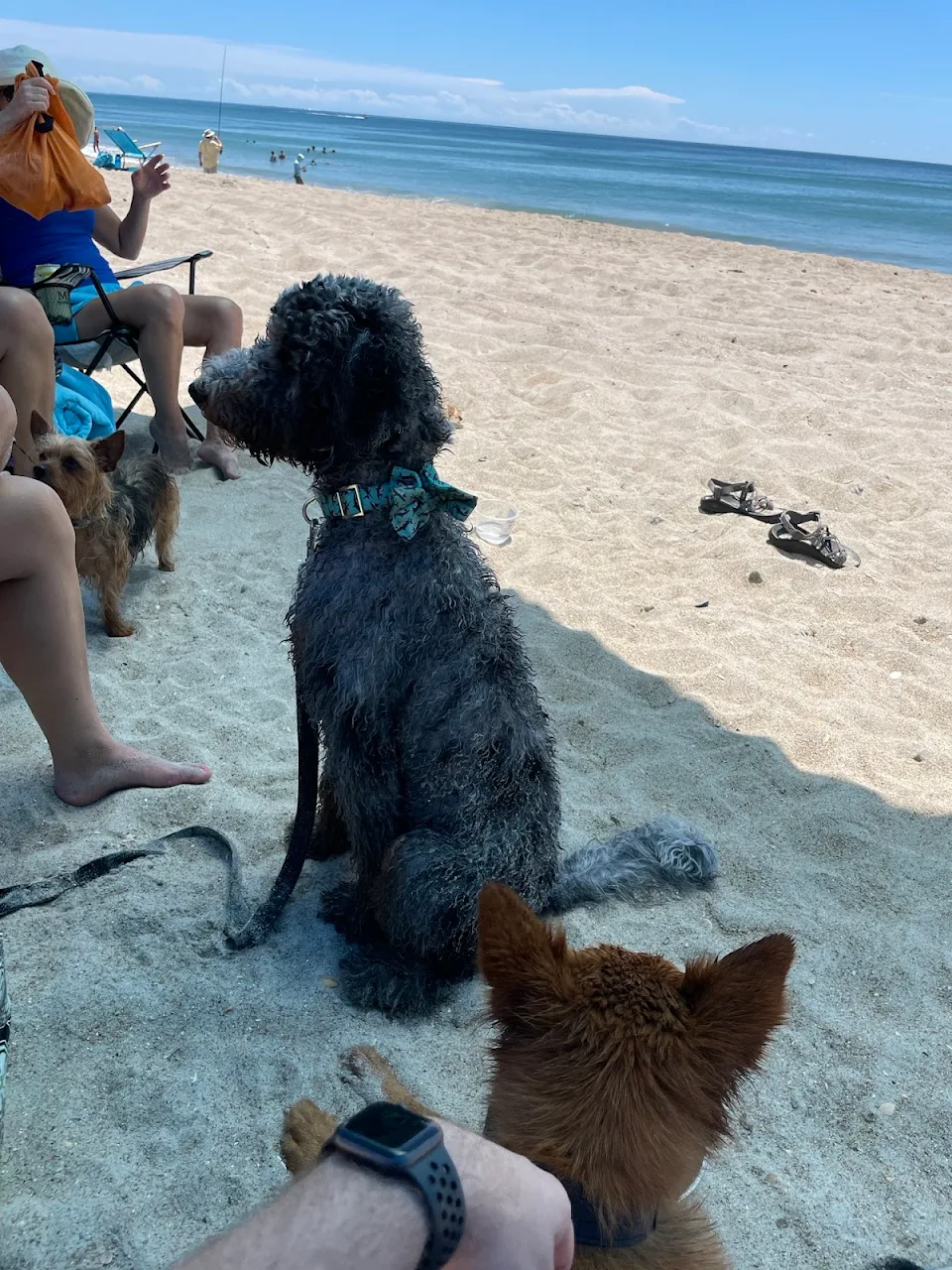 Just a pic with the Poodle and Golden Shepard at the Beach