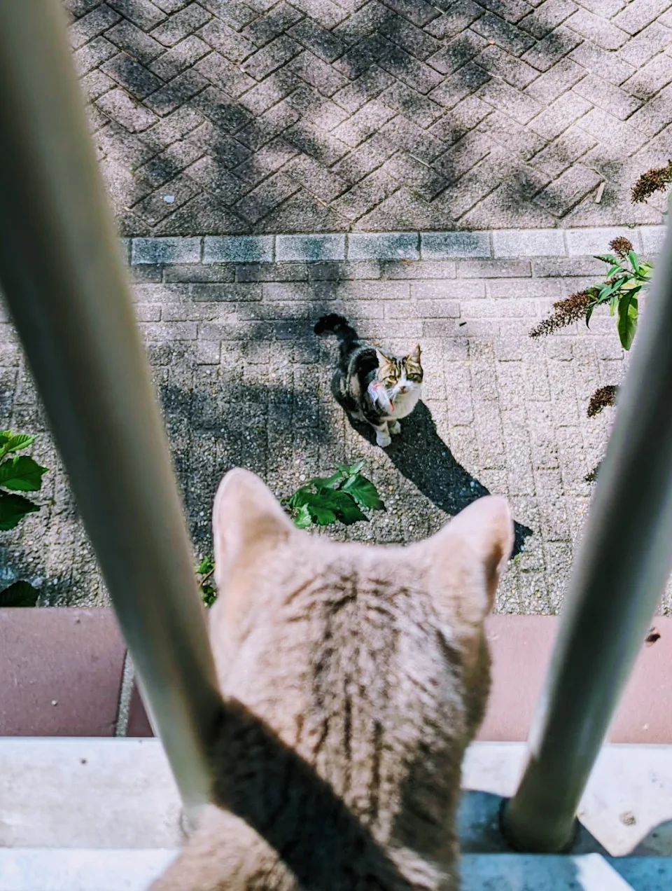 Neighbor's (free) cat visits our (not-so-free) cat (behind the bars)