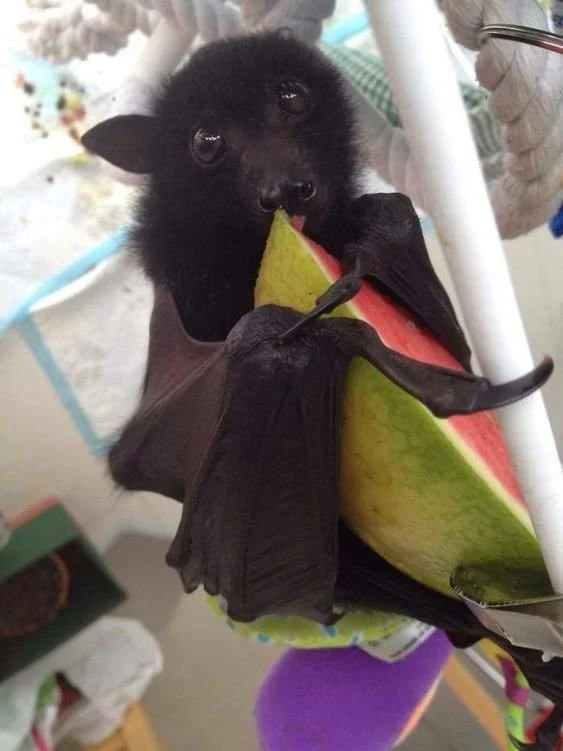 A black fruit bat eating a melon.
