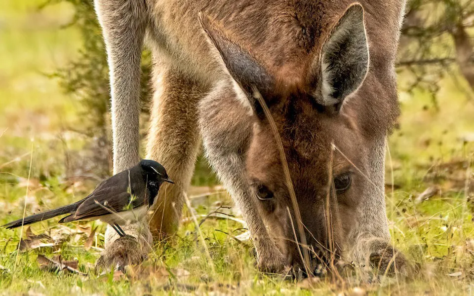 A couple of mates enjoying lunch together.