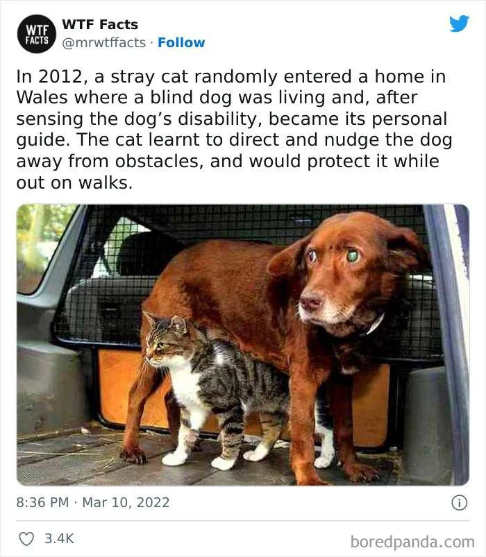 Cat acting as a guide for a blind dog