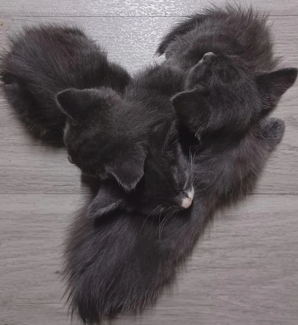 3 little kittens