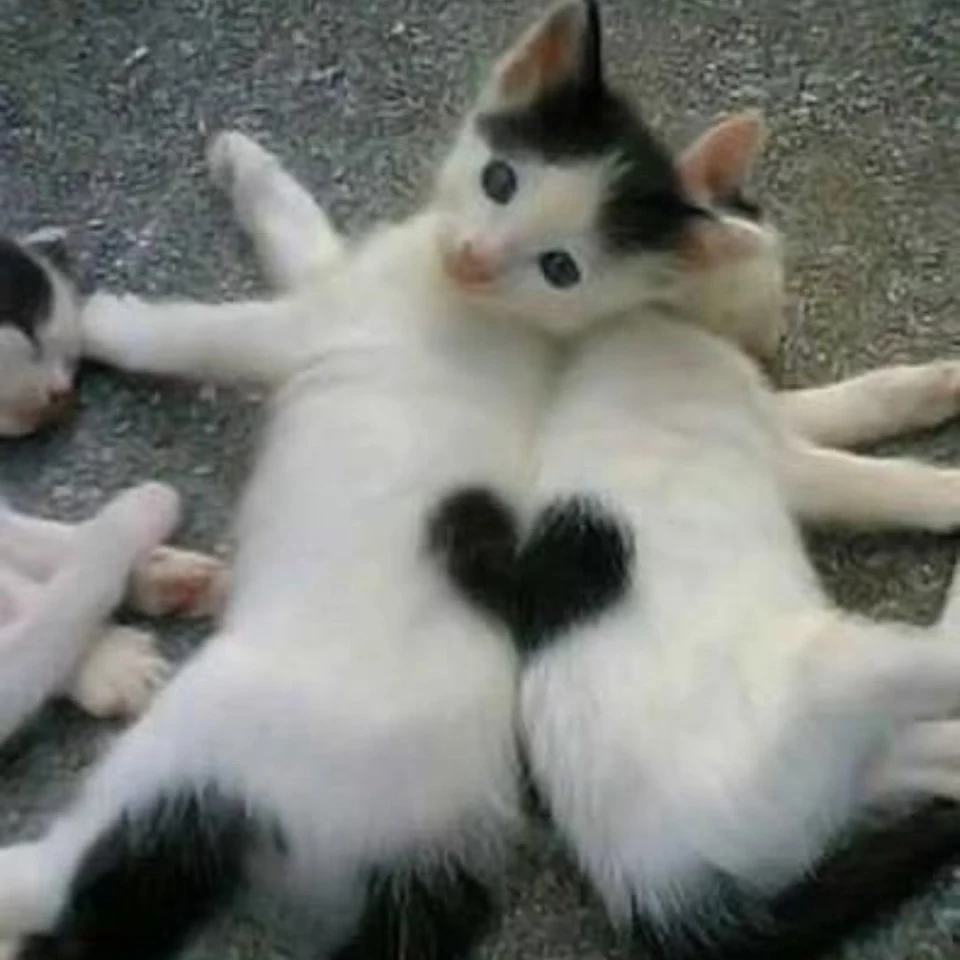 These cats patterns back-to-back form a heart
