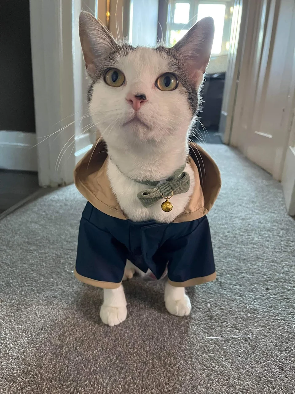 Little meow all dressed up