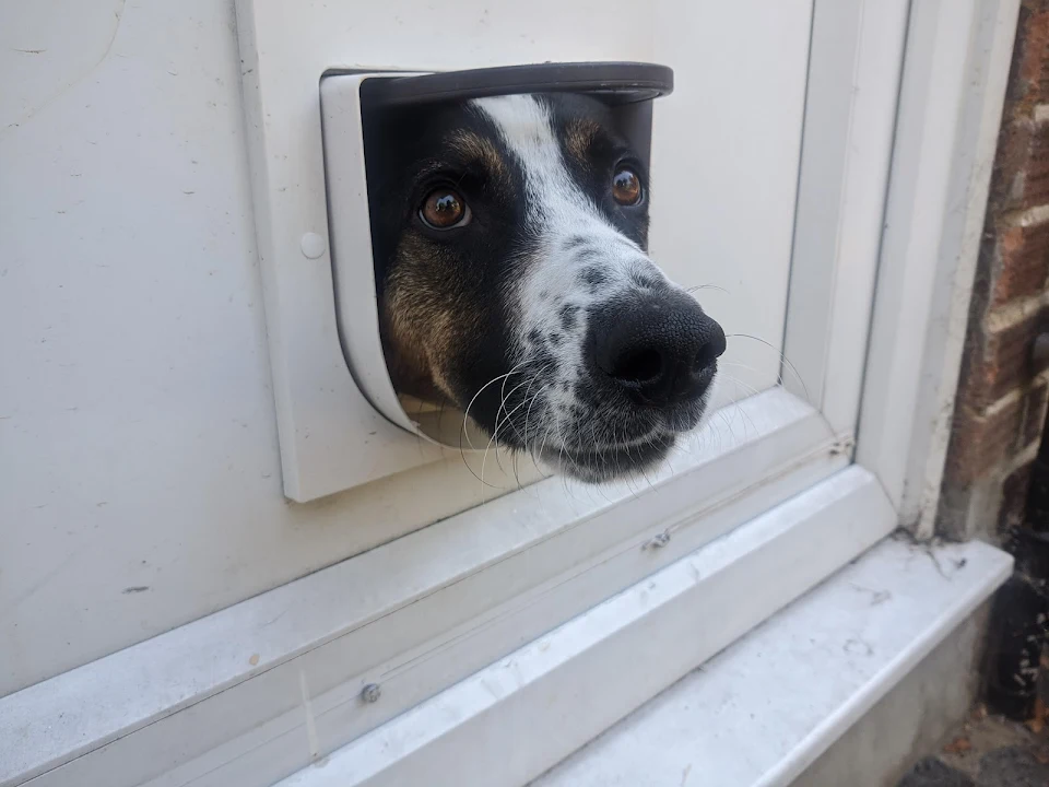 next door's good boy