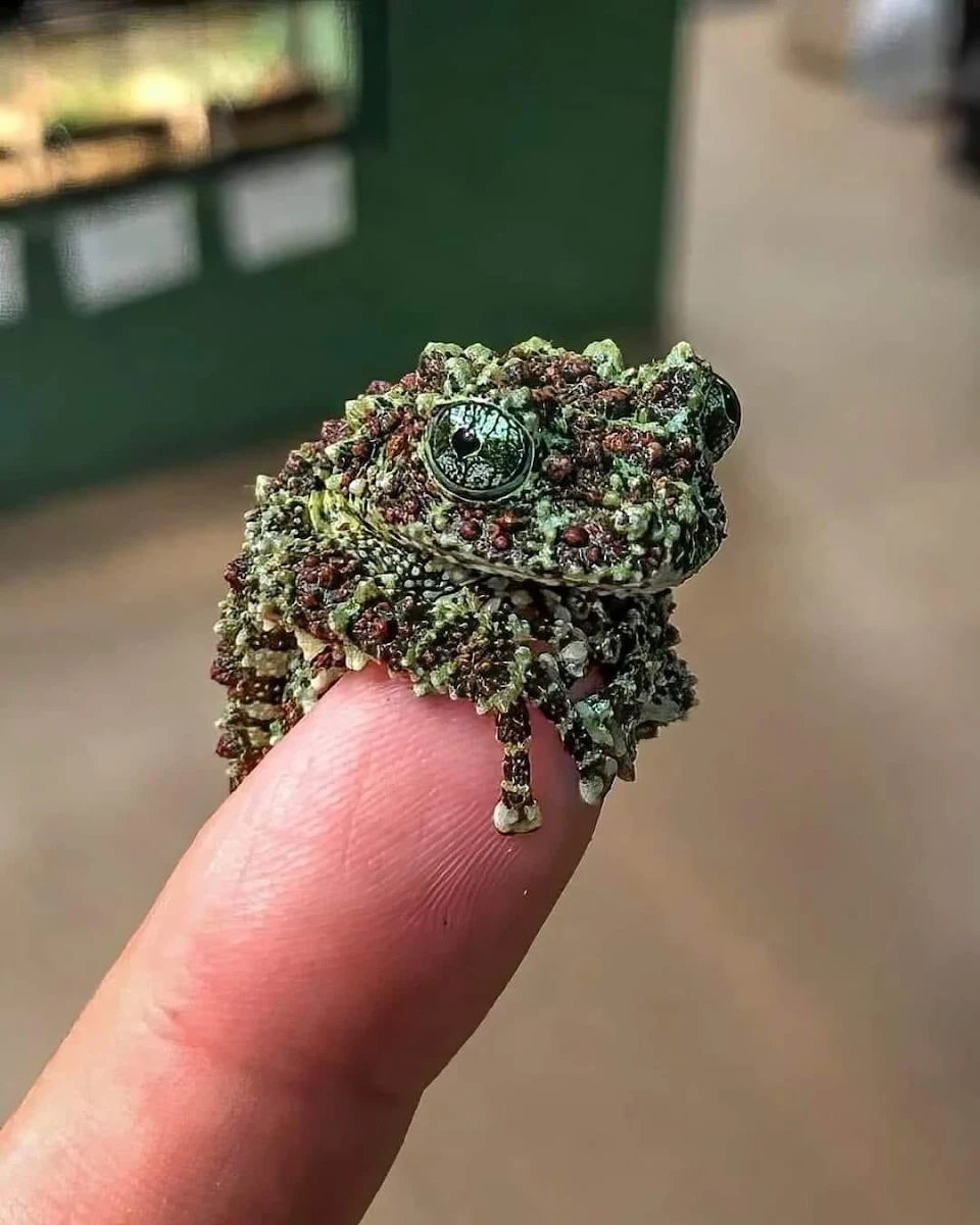 Vietnamese Mossy Frog (photo credited to Prof. Michael Sweet)