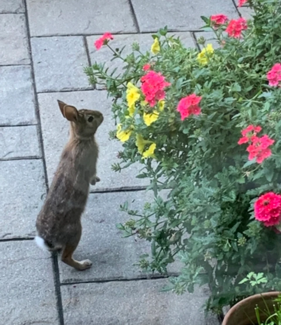 Bunny comes by every day to smell the flowers