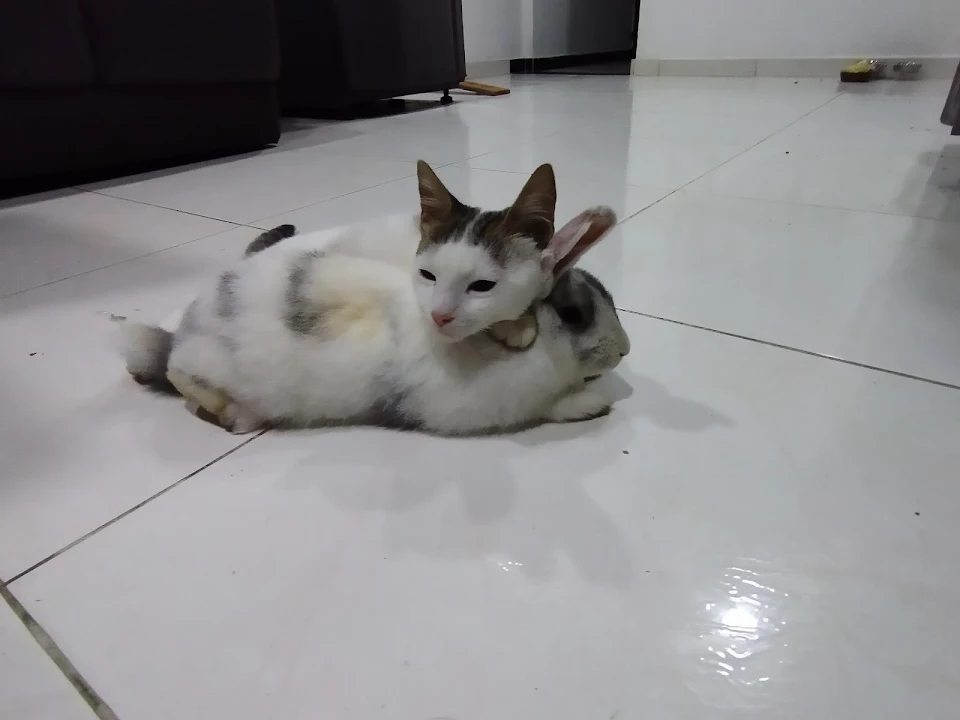 My Bunny and My rabbit love to lie down like this