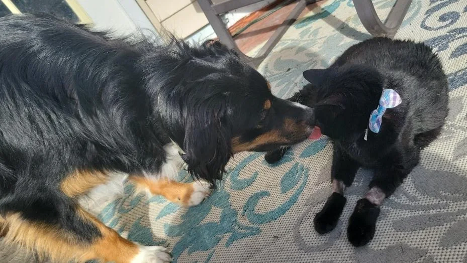 My puppy, Kodiak, refused to leave Bruno's side during his final days. He did all he could and I am so proud of his love for all of our other pets as well.