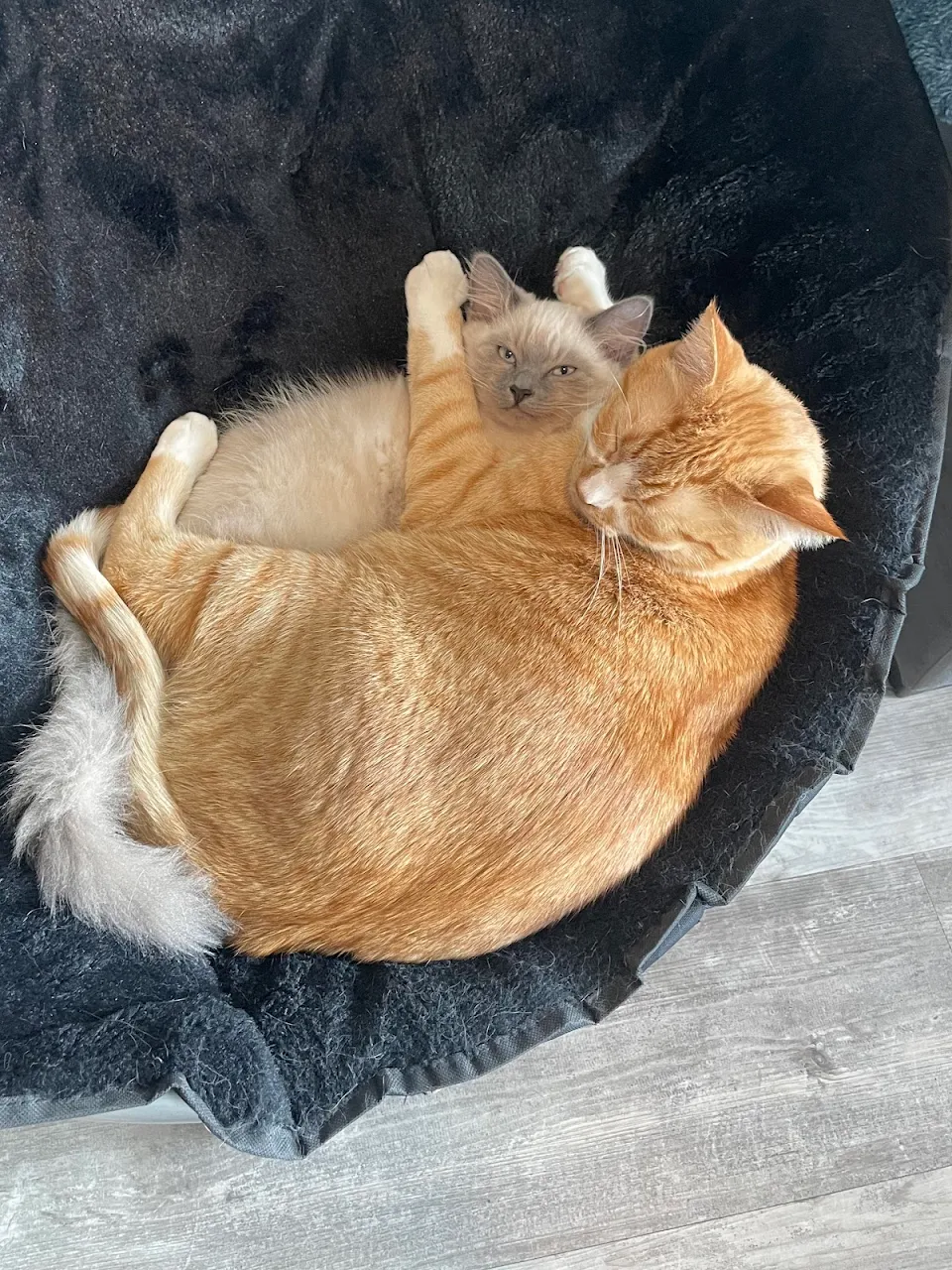 These two are inseparable