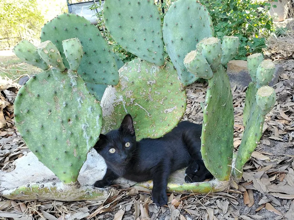 Who needs a nice comfy bed when you have a cactus available??!