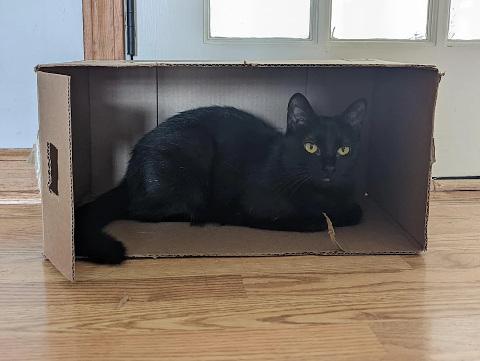 my cat actually liked the box I set out for her