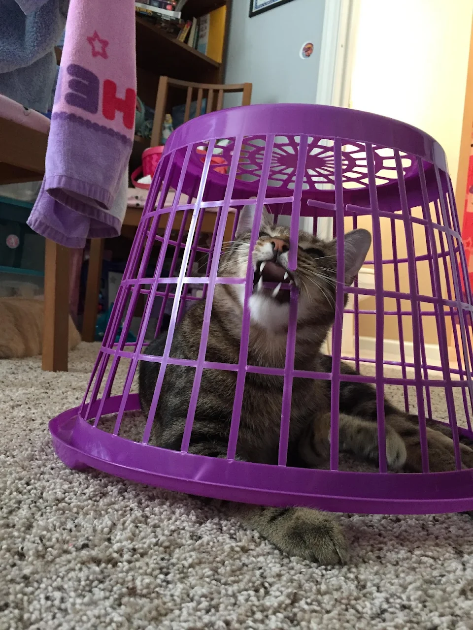 Rawr is lion in cage!