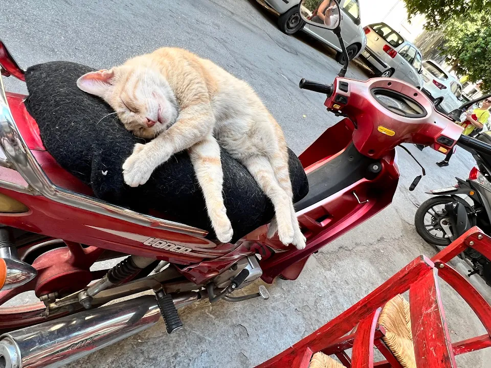 Sleepy Moped Kitty - Athens Greece