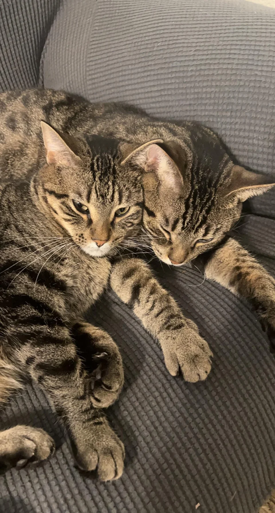Brothers cuddle up