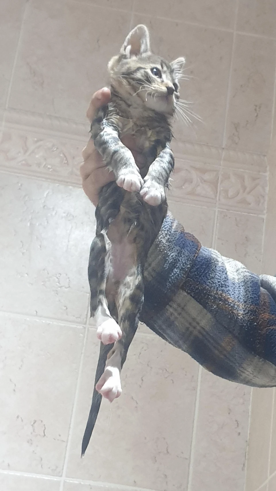 Nibbler fell into the bath. Why does he look so proud of himself.