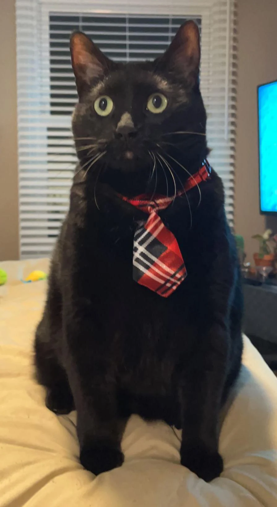 cat wearing a tie