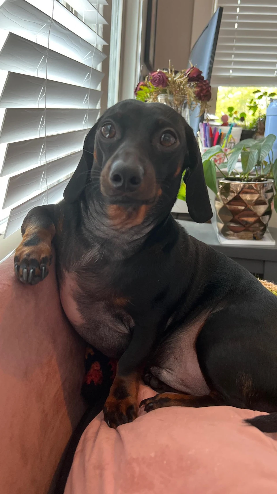 Black Dachshund sitting on the couch with front leg propped up on armrest